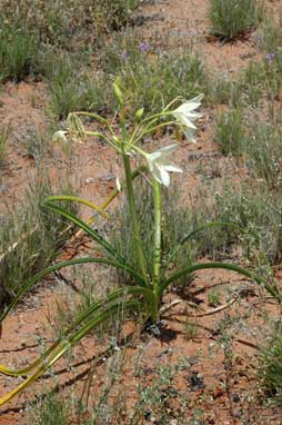 APII jpeg image of Crinum flaccidum  © contact APII