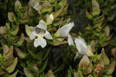 APII jpeg image of Prostanthera striatiflora  © contact APII