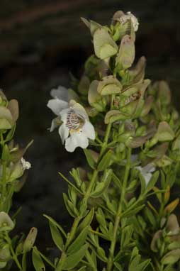 APII jpeg image of Prostanthera striatiflora  © contact APII