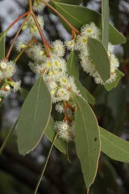 APII jpeg image of Eucalyptus populnea  © contact APII