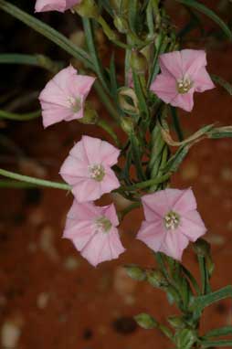 APII jpeg image of Convolvulus remotus  © contact APII