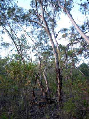 APII jpeg image of Eucalyptus viridis  © contact APII