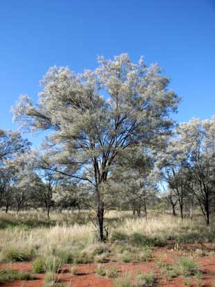 APII jpeg image of Acacia aneura  © contact APII