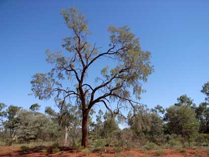 APII jpeg image of Acacia excelsa  © contact APII