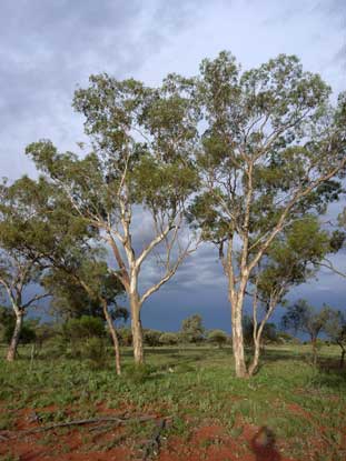 APII jpeg image of Eucalyptus intertexta  © contact APII