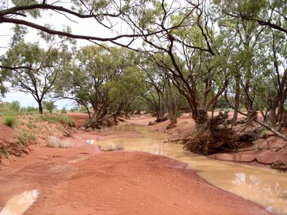 APII jpeg image of Eucalyptus populnea  © contact APII