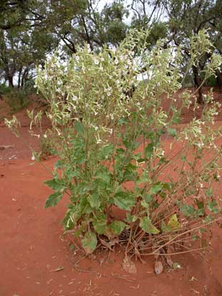 APII jpeg image of Nicotiana velutina  © contact APII