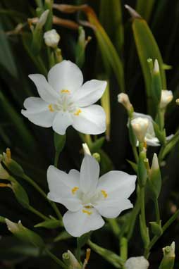 APII jpeg image of Dietes robinsoniana  © contact APII