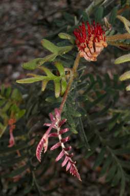 APII jpeg image of Grevillea caleyi  © contact APII