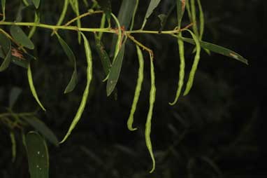 APII jpeg image of Acacia difformis  © contact APII