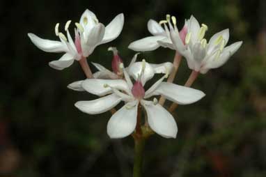 APII jpeg image of Burchardia umbellata  © contact APII