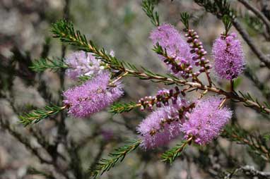 APII jpeg image of Melaleuca glaberrima  © contact APII