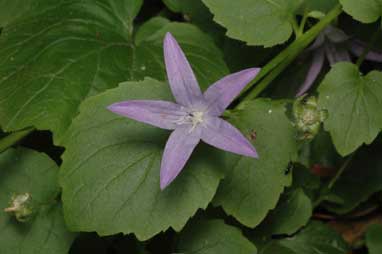 APII jpeg image of Campanula poscharskyana  © contact APII