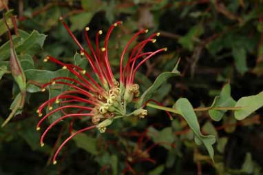 APII jpeg image of Grevillea maccutcheonii  © contact APII