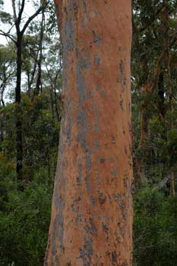 APII jpeg image of Angophora costata  © contact APII