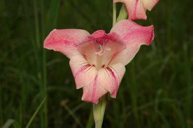 APII jpeg image of Gladiolus carneus  © contact APII