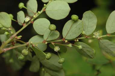 APII jpeg image of Phyllanthus tenellus  © contact APII