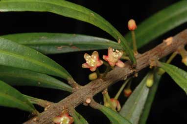 APII jpeg image of Samadera sp. Moonee Creek (J.King s.n. Nov. 1949)  © contact APII