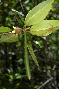 APII jpeg image of Rhizophora apiculata  © contact APII