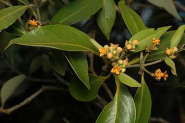 APII jpeg image of Avicennia marina subsp. eucalyptifolia  © contact APII