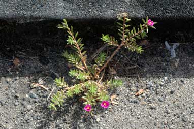 APII jpeg image of Portulaca pilosa  © contact APII