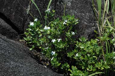 APII jpeg image of Catharanthus roseus  © contact APII