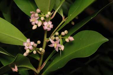 APII jpeg image of Ardisia elliptica  © contact APII