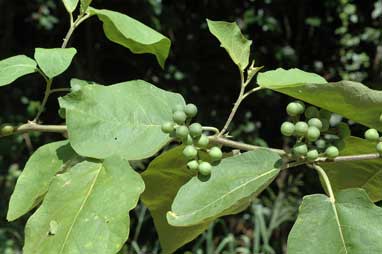 APII jpeg image of Solanum torvum  © contact APII