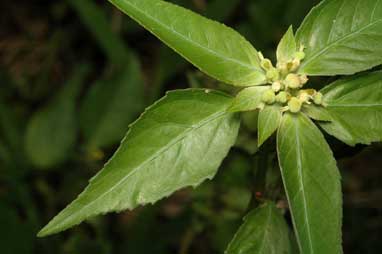 APII jpeg image of Euphorbia heterophylla  © contact APII