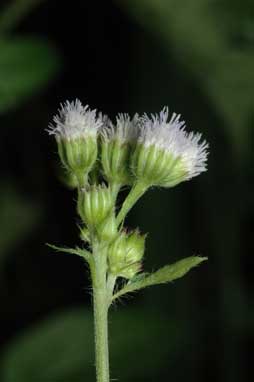 APII jpeg image of Ageratum conyzoides subsp. conyzoides  © contact APII