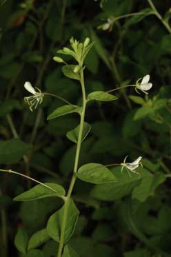 APII jpeg image of Cleome aculeata  © contact APII