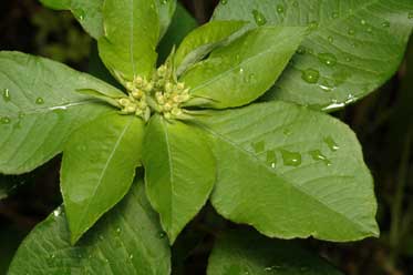 APII jpeg image of Euphorbia heterophylla  © contact APII