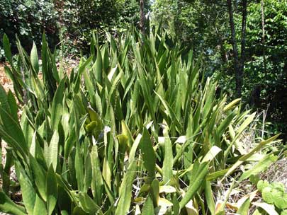 APII jpeg image of Sansevieria trifasciata  © contact APII