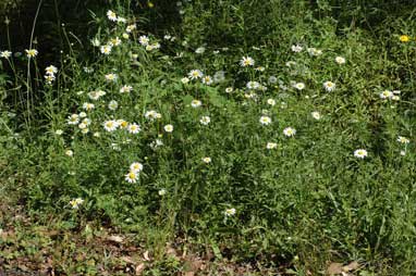 APII jpeg image of Leucanthemum vulgare  © contact APII