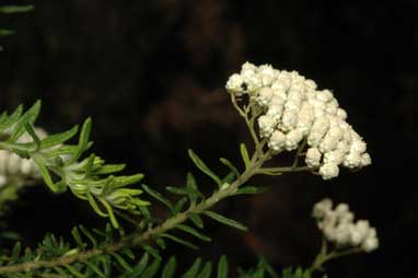 APII jpeg image of Ozothamnus diosmifolius  © contact APII