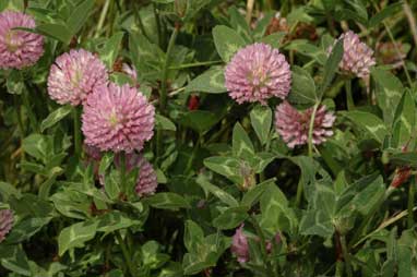 APII jpeg image of Trifolium pratense  © contact APII