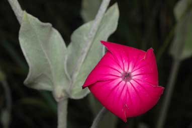 APII jpeg image of Silene coronaria  © contact APII