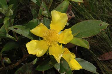 APII jpeg image of Hibbertia scandens  © contact APII