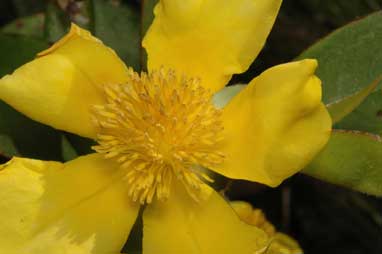 APII jpeg image of Hibbertia scandens  © contact APII