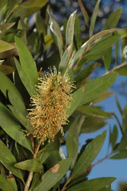 APII jpeg image of Callistemon pallidus  © contact APII