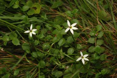 APII jpeg image of Lobelia pedunculata  © contact APII