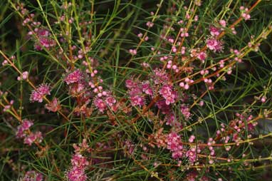 APII jpeg image of Hypocalymma angustifolium subsp. angustifolium  © contact APII