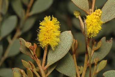 APII jpeg image of Acacia craspedocarpa  © contact APII