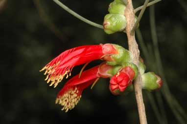 APII jpeg image of Calothamnus gilesii  © contact APII