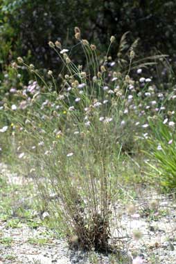 APII jpeg image of Scabiosa atropurpurea  © contact APII