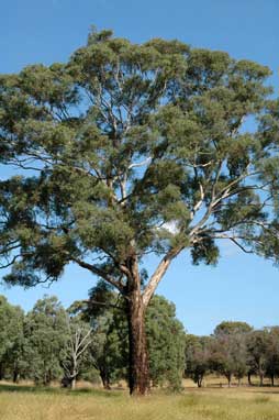 APII jpeg image of Eucalyptus melliodora  © contact APII