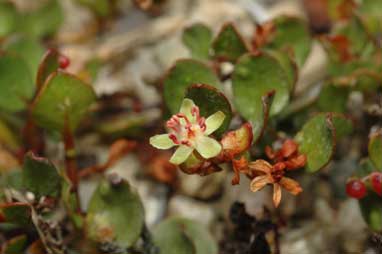 APII jpeg image of Muehlenbeckia axillaris  © contact APII