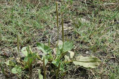 APII jpeg image of Plantago major  © contact APII