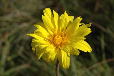 APII jpeg image of Microseris lanceolata  © contact APII