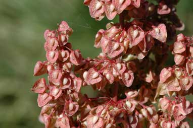 APII jpeg image of Rumex crispus  © contact APII